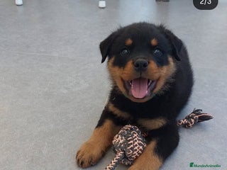 Rottweiler perros Cachorros rottweiler - Anuncio 3