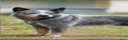 Boyero de Australia perros en venta: Cachorros Australian Cattle Dog - Anuncio 3