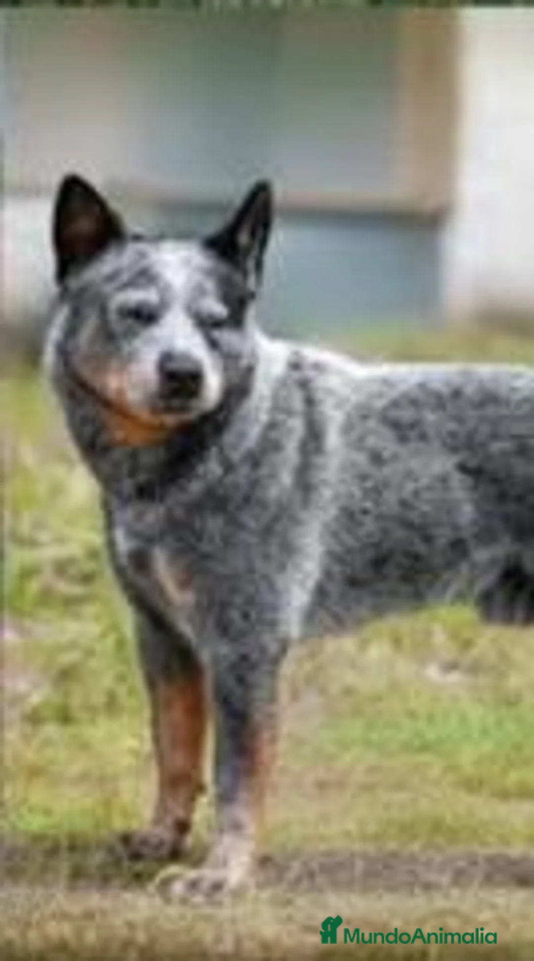 Boyero de Australia perros en venta: Cachorros Australian Cattle Dog - Anuncio 3