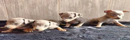 Ratón de Praga perros en venta: RATÓN DE PRAGA - Anuncio 5