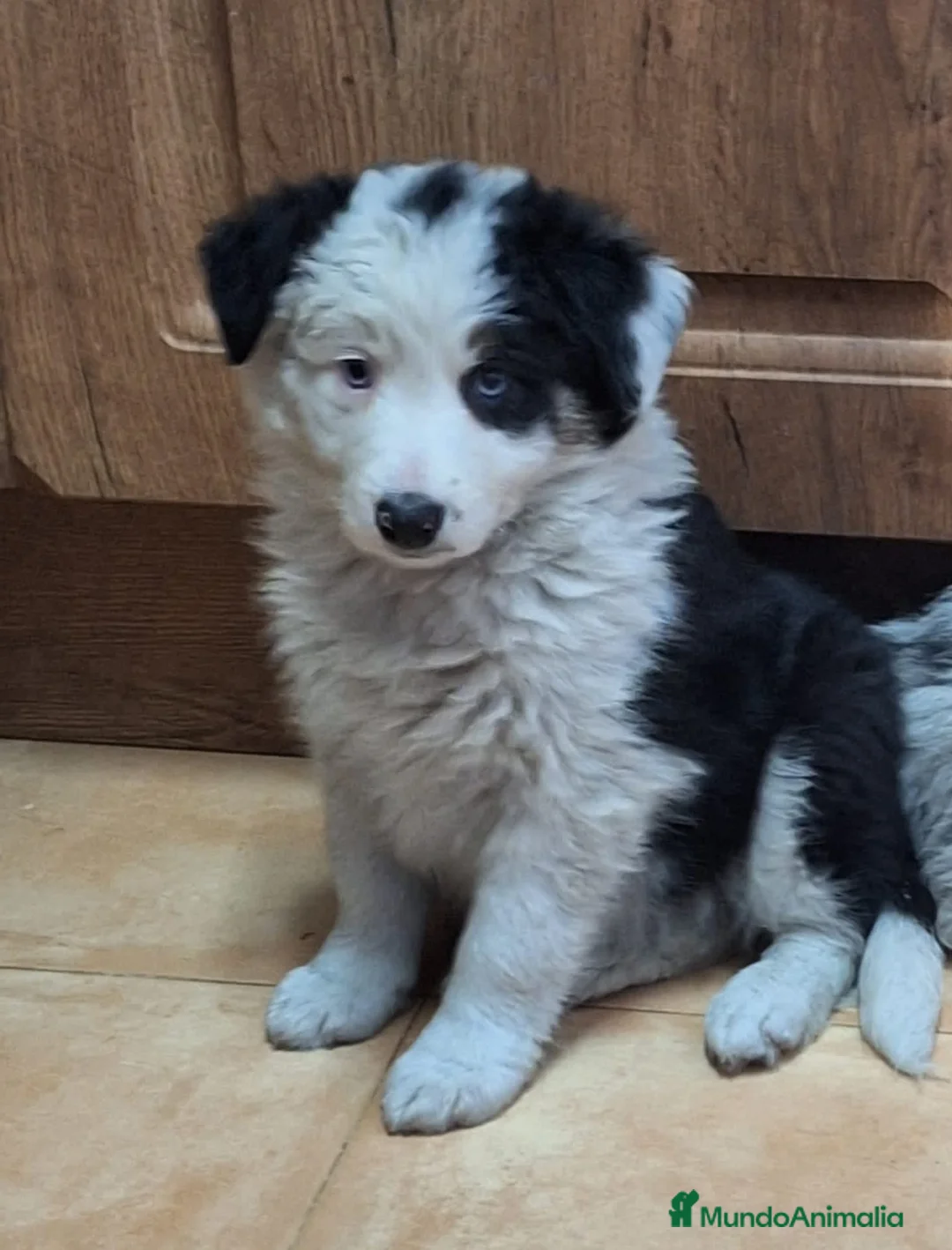 Border Collie perros en venta: Border Collie  - Anuncio 2