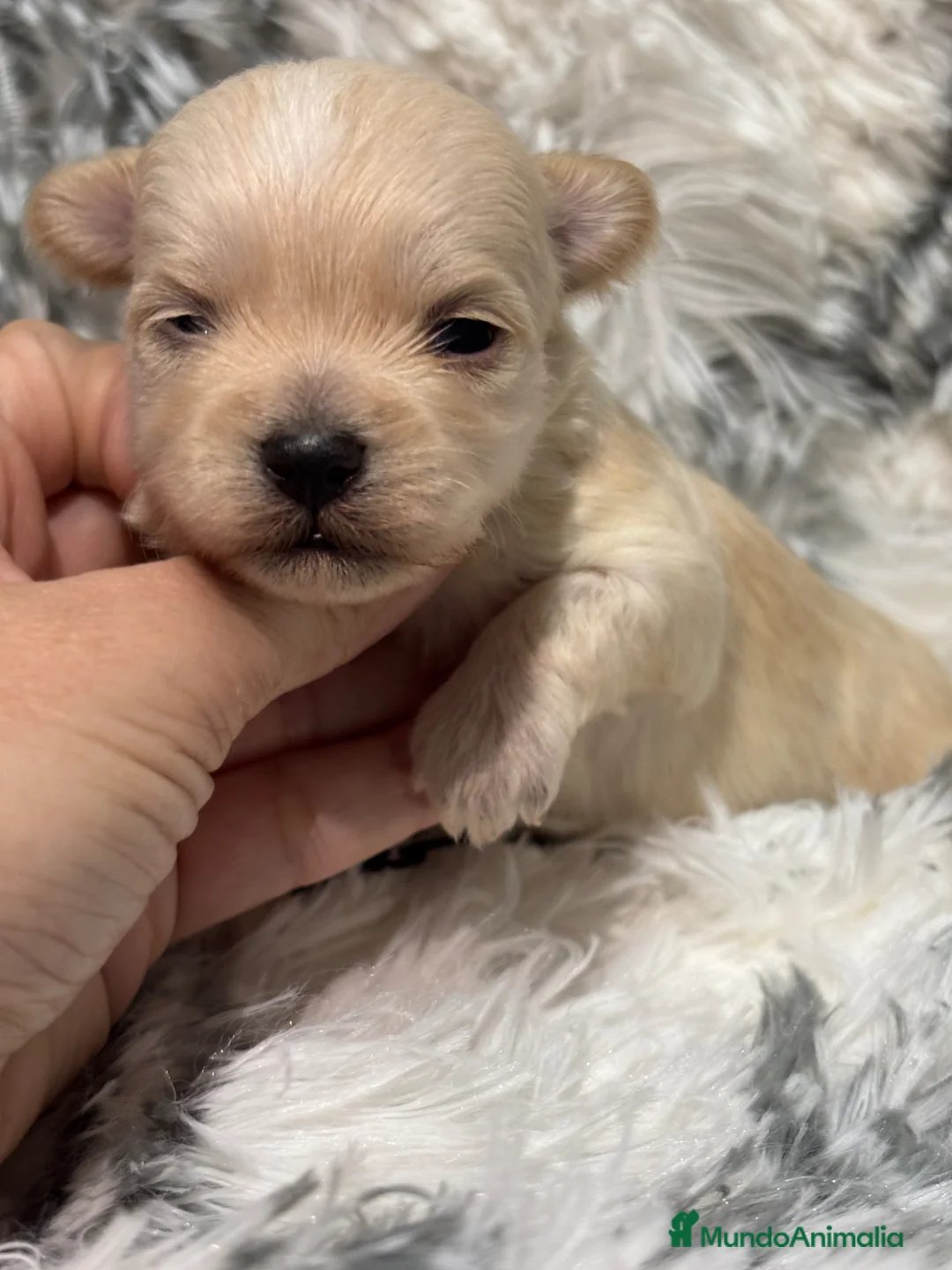 Maltipoo perros en venta: Maltipoo toy hembra y macho  - Anuncio 2