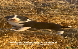 Border Collie perros en venta: BORDER COLLIE - Anuncio 8
