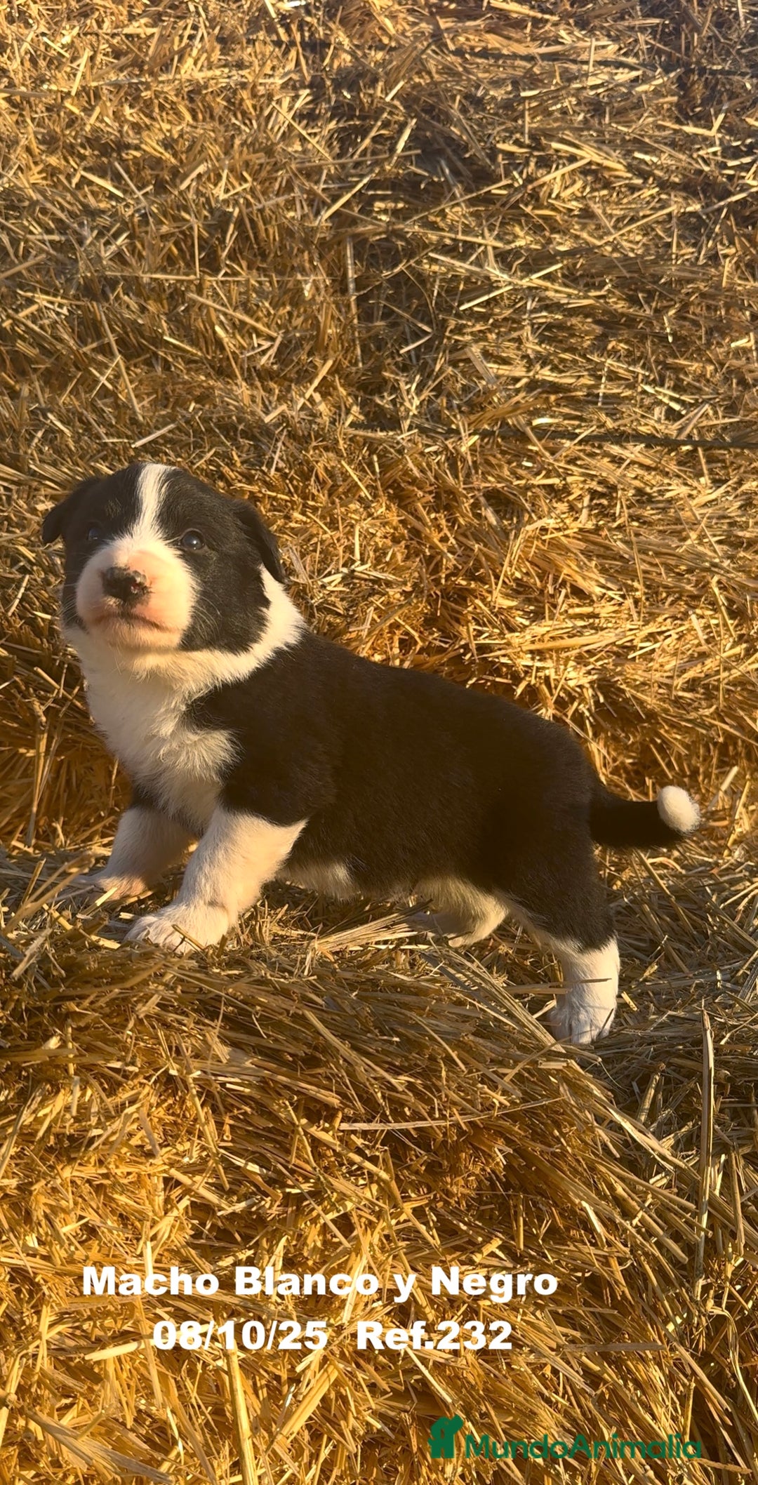 Border Collie perros en venta: BORDER COLLIE - Anuncio 8