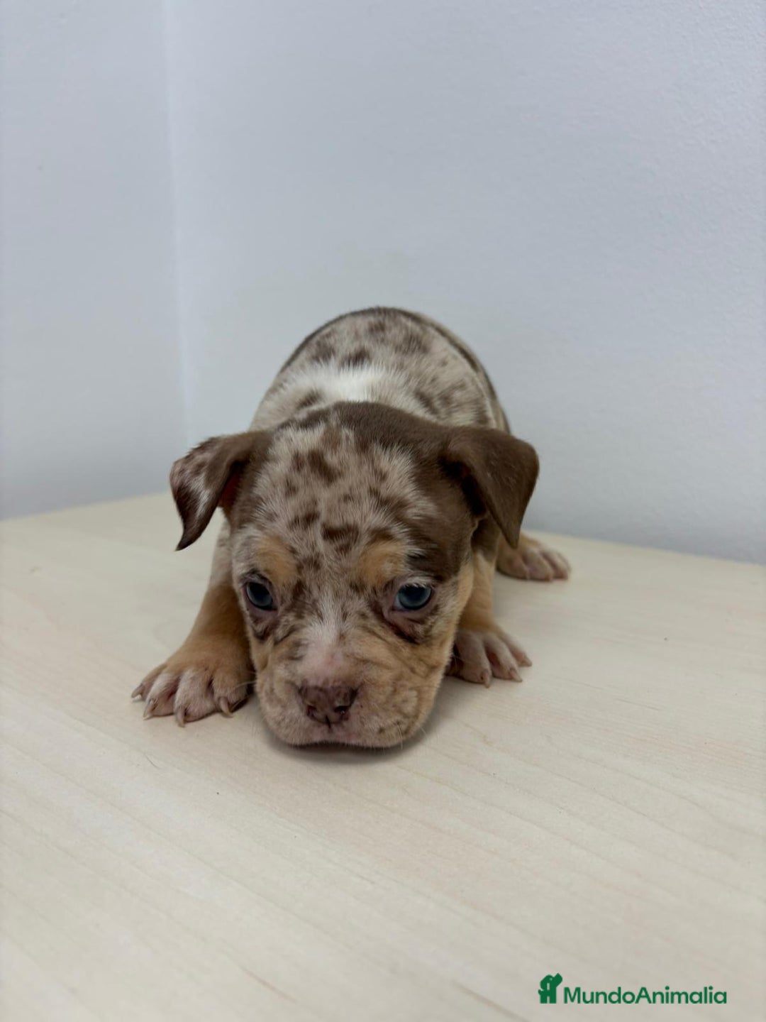 American Bully perros en venta: American Bully Pocket - Anuncio 2