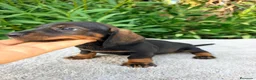 Teckel Miniatura perros en venta: TECKEL MINIATURA NEGRO FUEGO - Anuncio 6