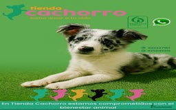 Border Collie perros en venta: BORDER COLLIE - Imagen 1