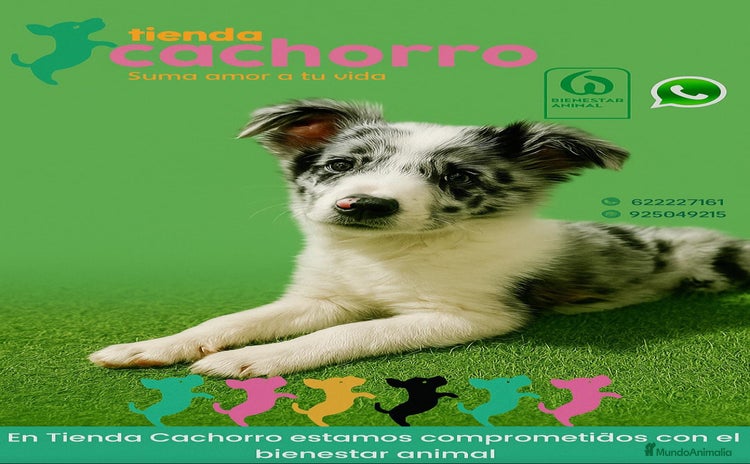 Border Collie perros - Anuncio 4