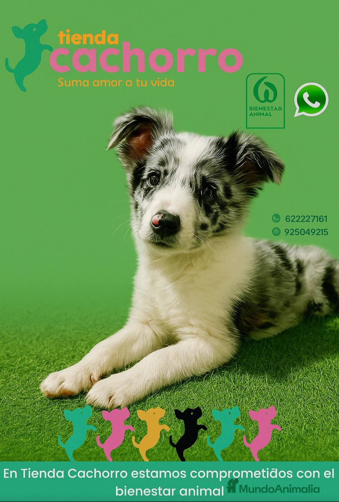 Border Collie perros en venta: BORDER COLLIE - Imagen 1