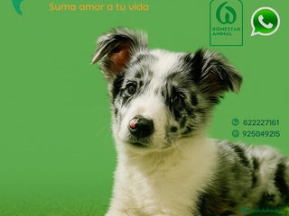 Border Collie perros - Anuncio 7