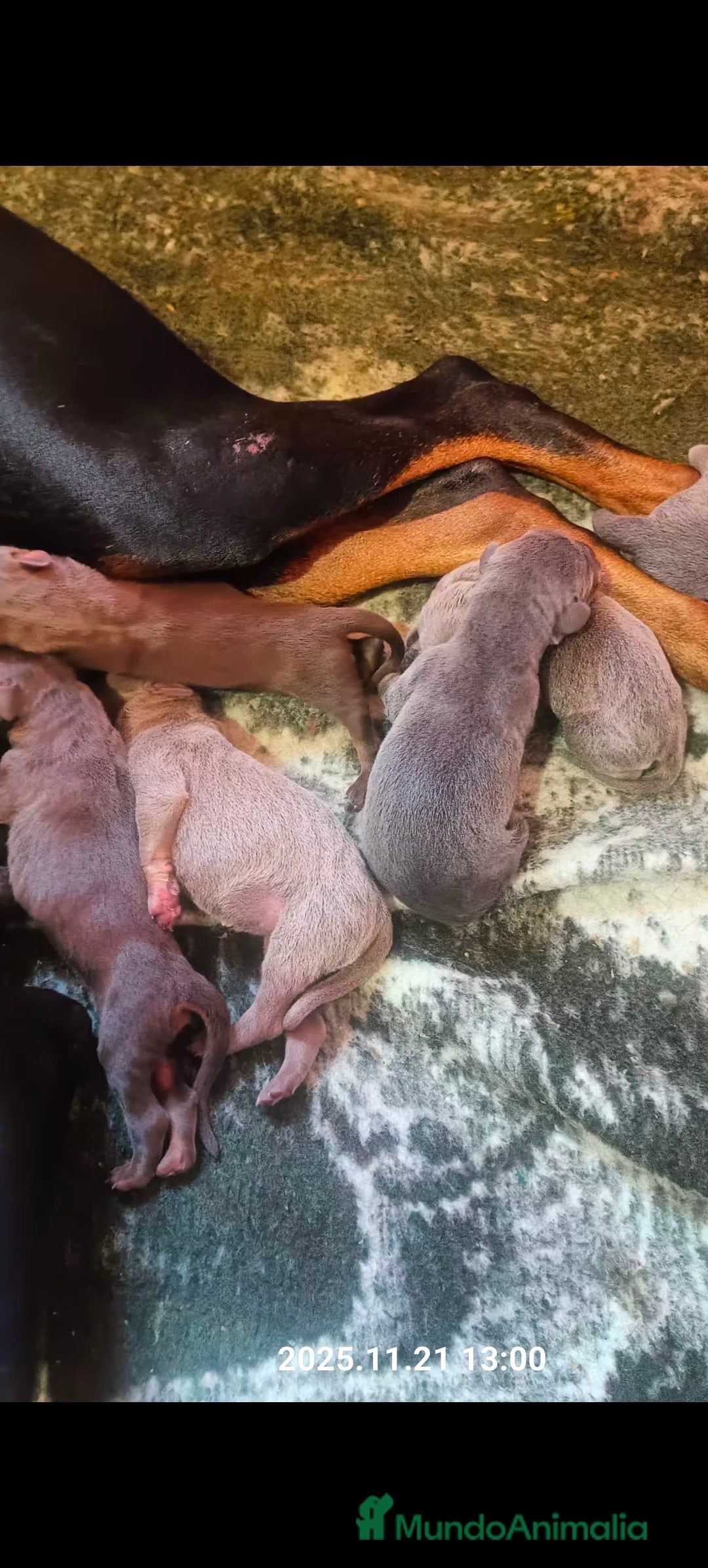 Dobermann perros Doberman Isabella  - Anuncio 1