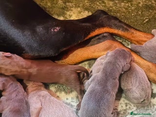 Dobermann perros Doberman Isabella - Anuncio 1