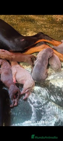 Dobermann perros Doberman Isabella - Anuncio 1