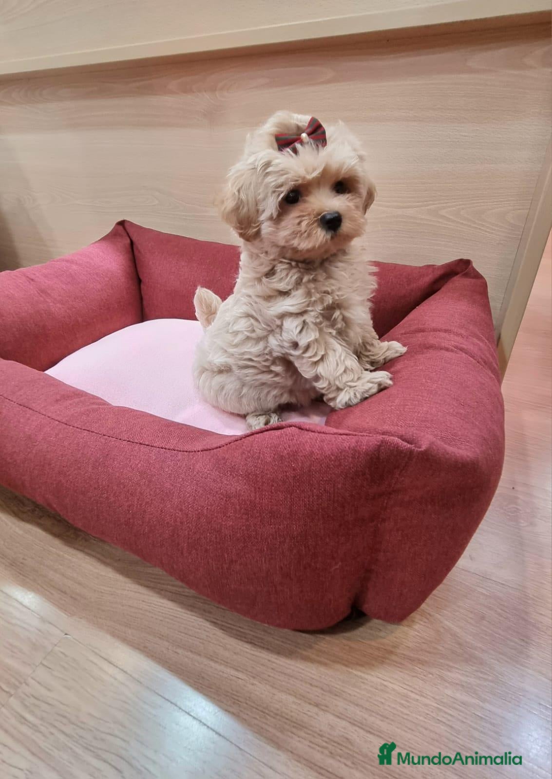 Maltipoo perros Maltipoo - Anuncio 1