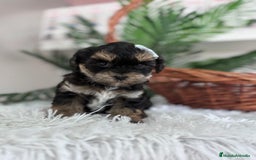 Raza Mixta perros en venta: YORKIPOO - Anuncio 9