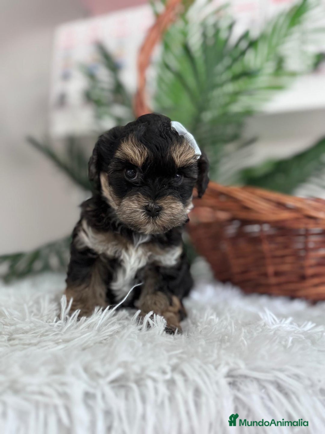 Raza Mixta perros en venta: YORKIPOO - Anuncio 9