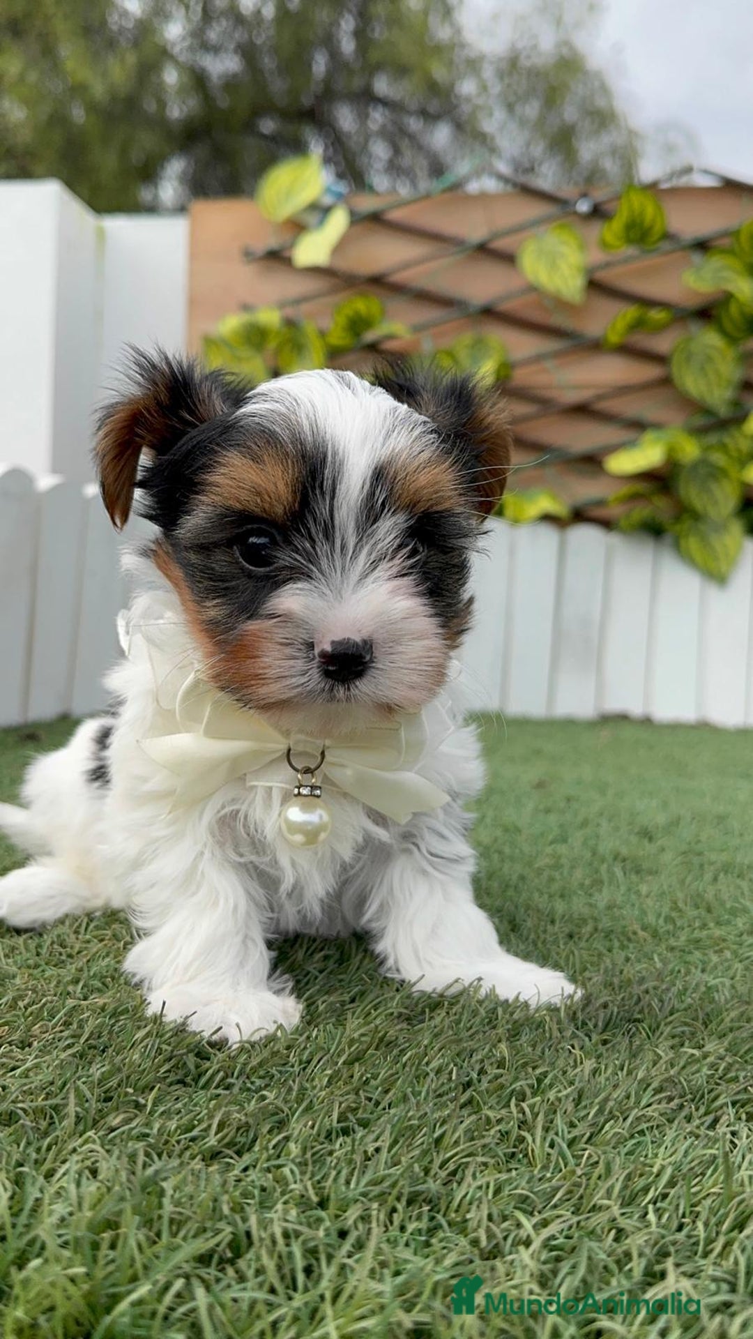 Yorkshire Terrier perros en venta: YORKSHIRE BIEWER - Anuncio 13