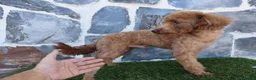 Caniche Enano perros en venta: CANICHE ENANO MACHO ADULTO - Anuncio 3