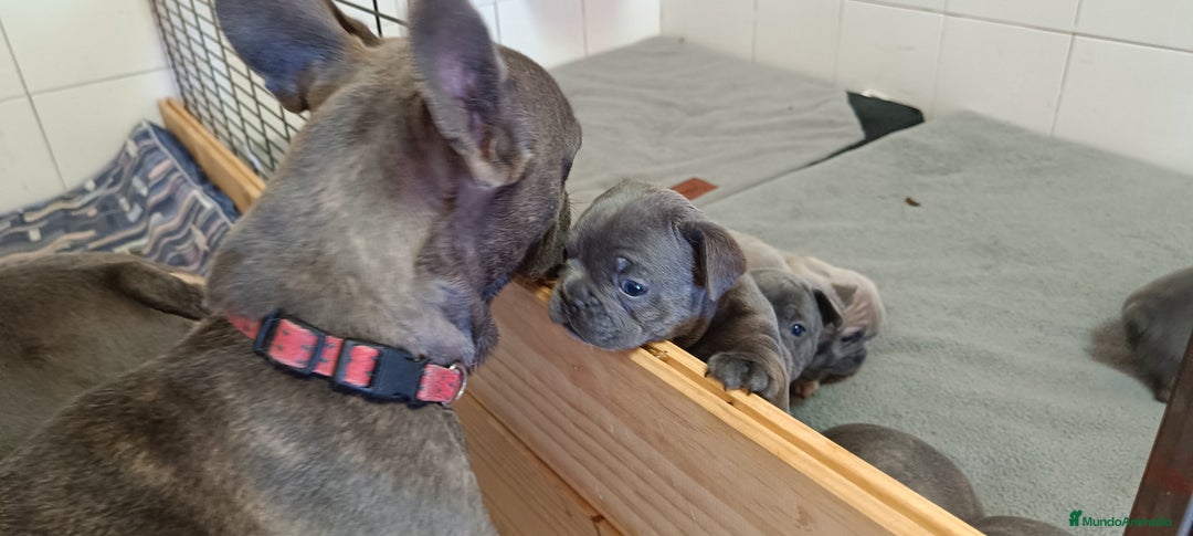 Bulldog Francés perros en venta: Bulldog francés  en León - Imagen 8
