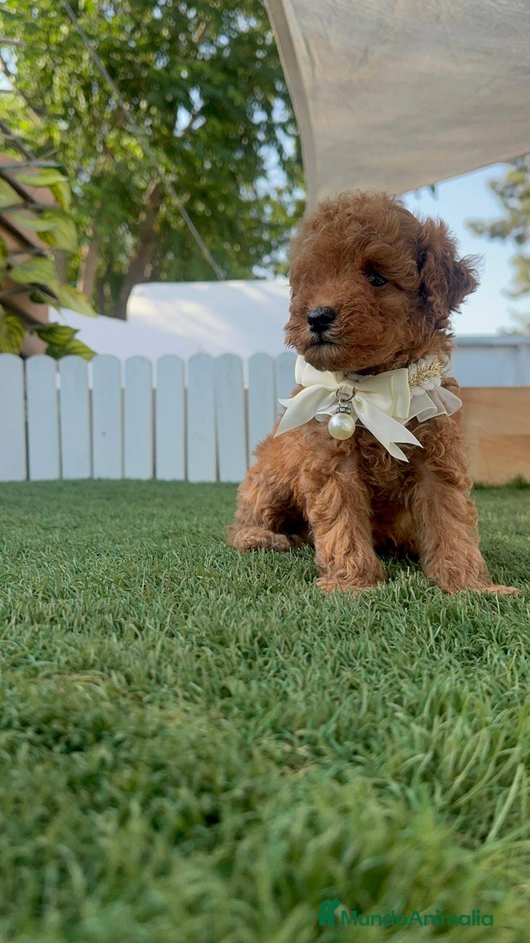 Caniche Toy perros en venta: CANICHE TOY  - Imagen 20
