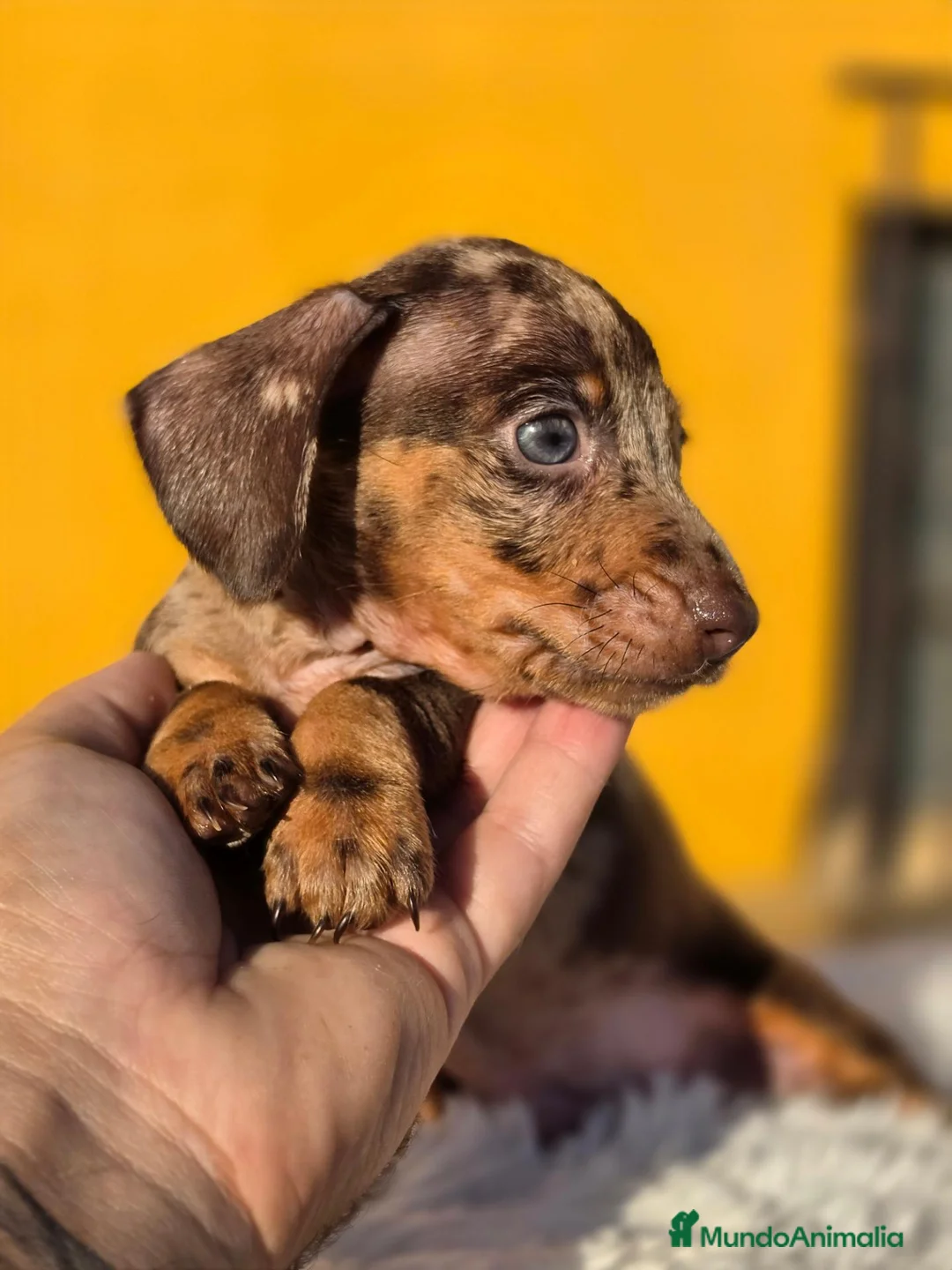 Teckel Miniatura perros en venta: Teckel arlequin chocolate  - Anuncio 4