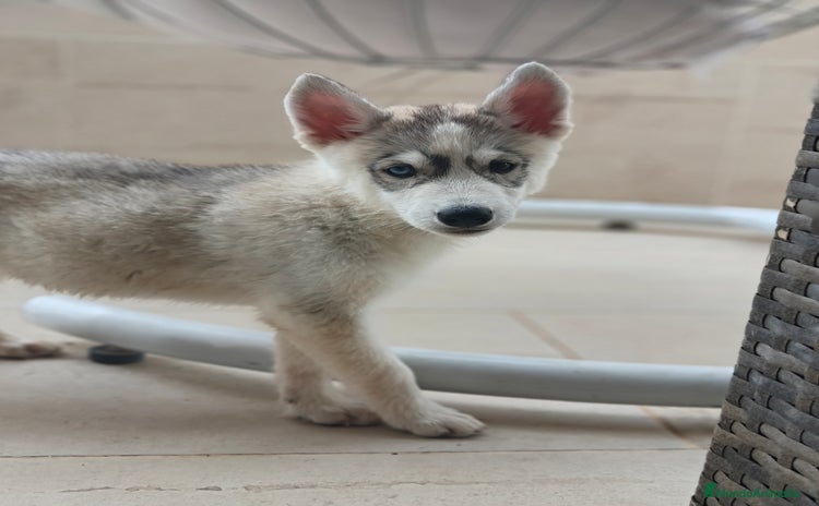 Husky Siberiano perros - Anuncio 1