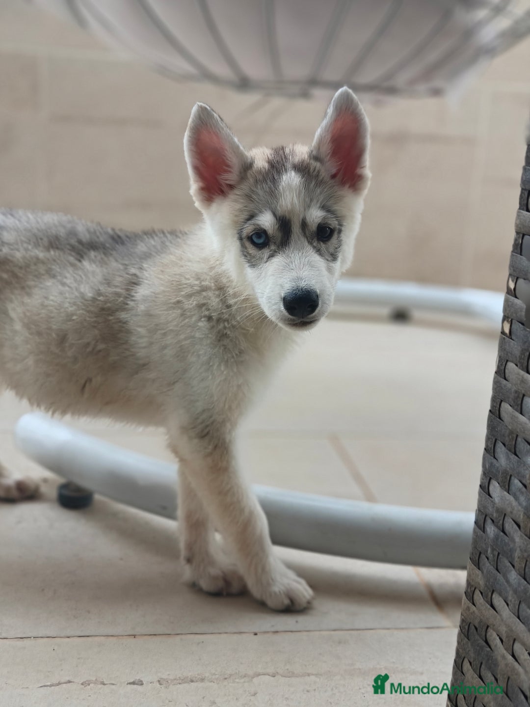 Husky Siberiano perros en venta: Husky siberiano  - Imagen 1