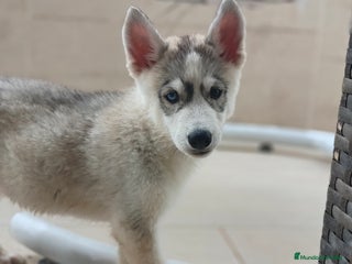 Husky Siberiano perros - Anuncio 10