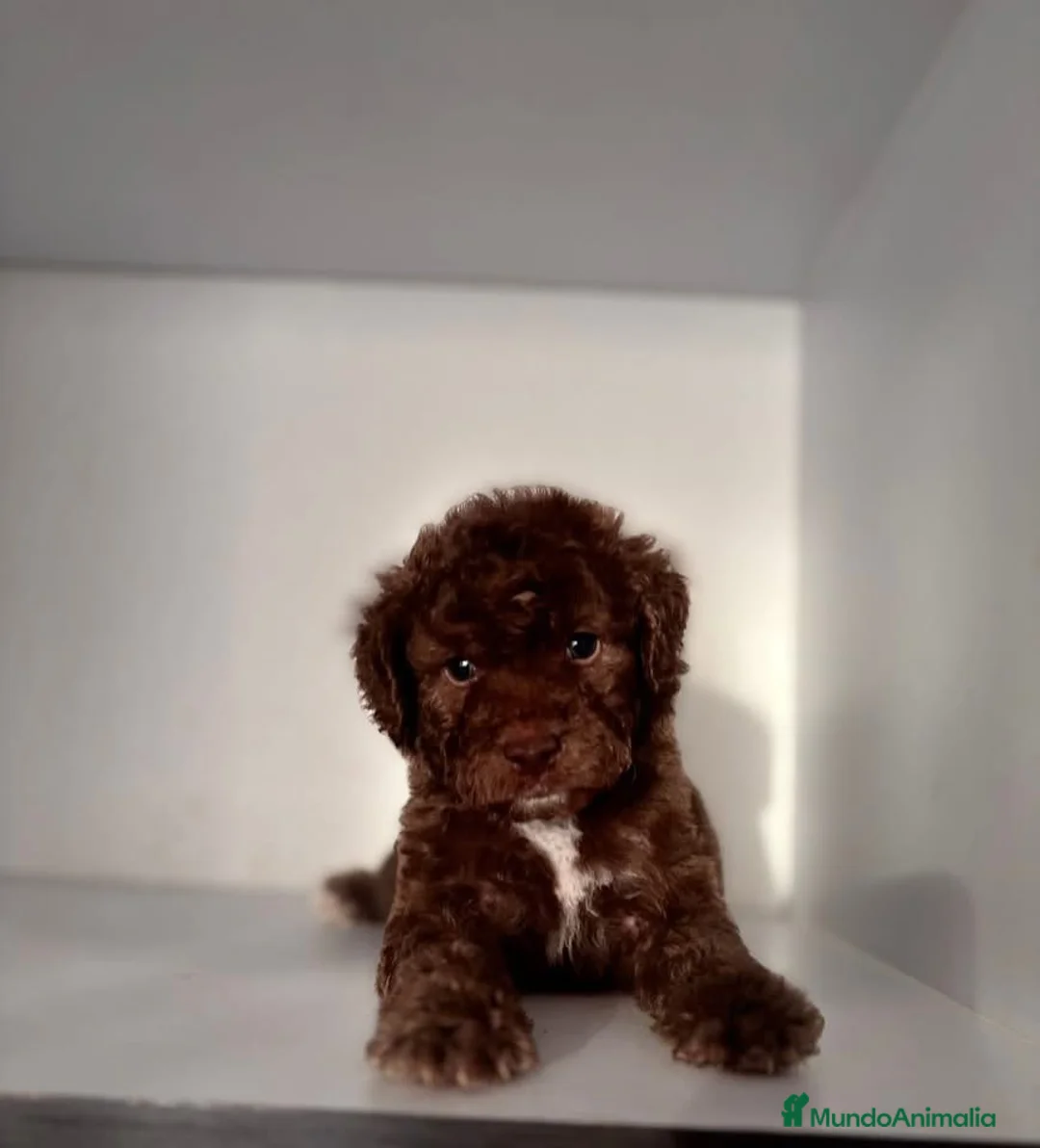 Perro de Agua Español perros en venta: PERRO DE AGUA ESPAÑOL  - Anuncio 1