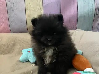 Pomerania perros Pomerania - Anuncio 4