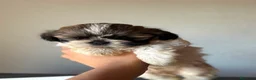 Shih Tzu perros en venta: Última hembrita de Shih Tzu mini - Anuncio 3
