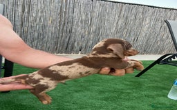 Teckel perros en venta: Teckel arlequín chocolate  - Imagen 3