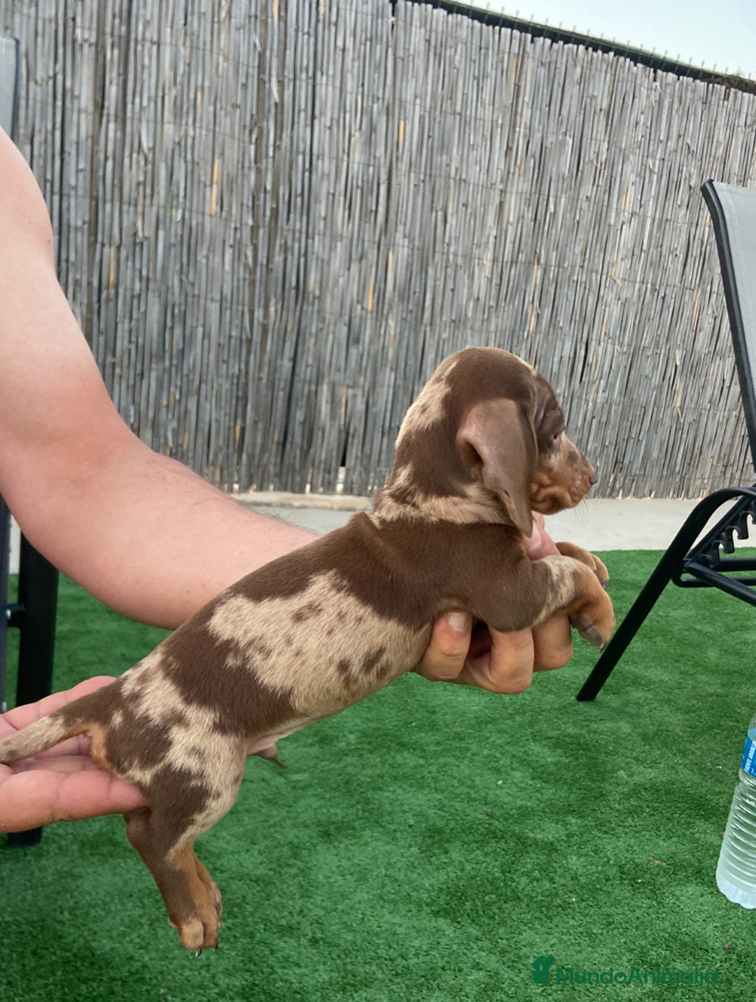 Teckel perros en venta: Teckel arlequín chocolate  - Imagen 3
