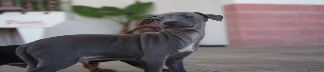 SIRIUS