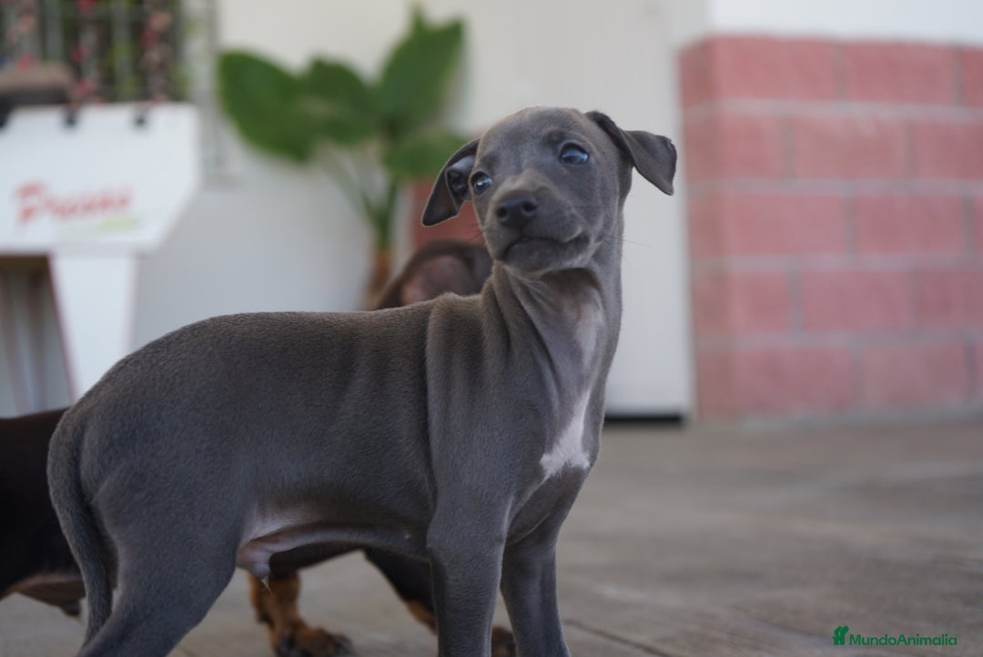 Pequeño Lebrel Italiano perros en venta: 🌟 Sirius y Selena – Galgos italianos blue 🌟 - Imagen 6