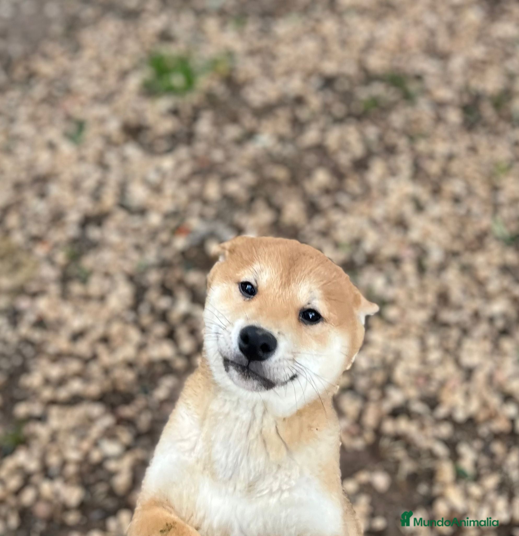 Shiba Inu perros Cachorros de Shiba Inu Rojo  - Anuncio 1
