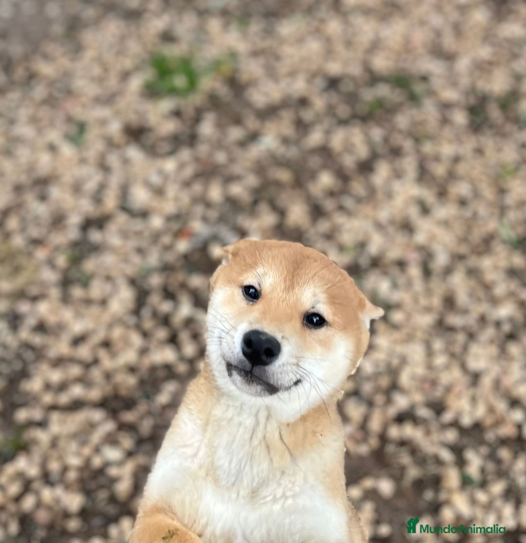 Shiba Inu perros en venta: Cachorros de Shiba Inu Rojo  - Anuncio 1