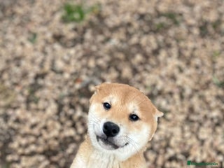 Shiba Inu perros Cachorros de Shiba Inu Rojo - Anuncio 1