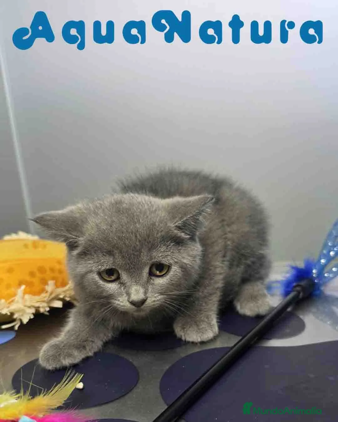 Británico de Pelo Corto Azul gatos en venta: British Hembra 6342 AQUANATURA - Anuncio 2