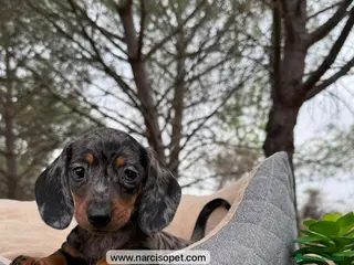 Teckel Miniatura perros TECKEL ARLEQUIN PLATA - Anuncio 10