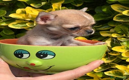 Chihuahua perros en venta: Chihuahua Microtoy  - Imagen 3