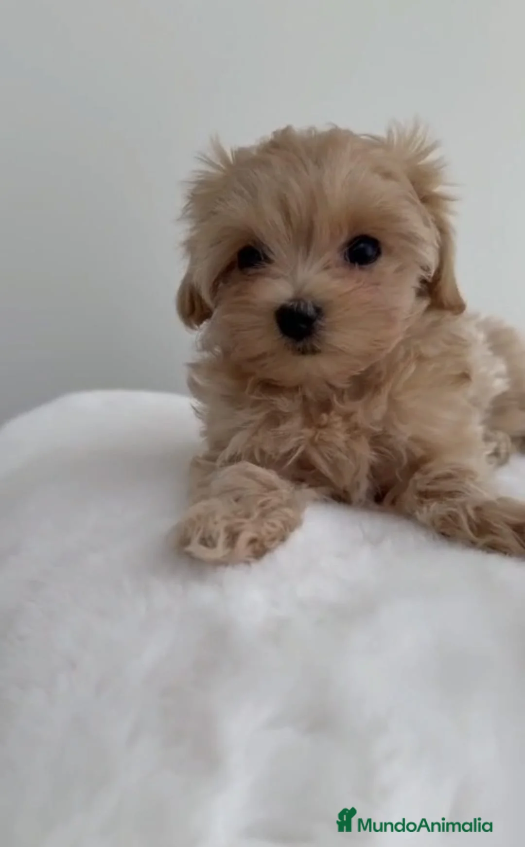 Maltipoo perros en venta: Cachorros MALTIPOO  - Anuncio 2