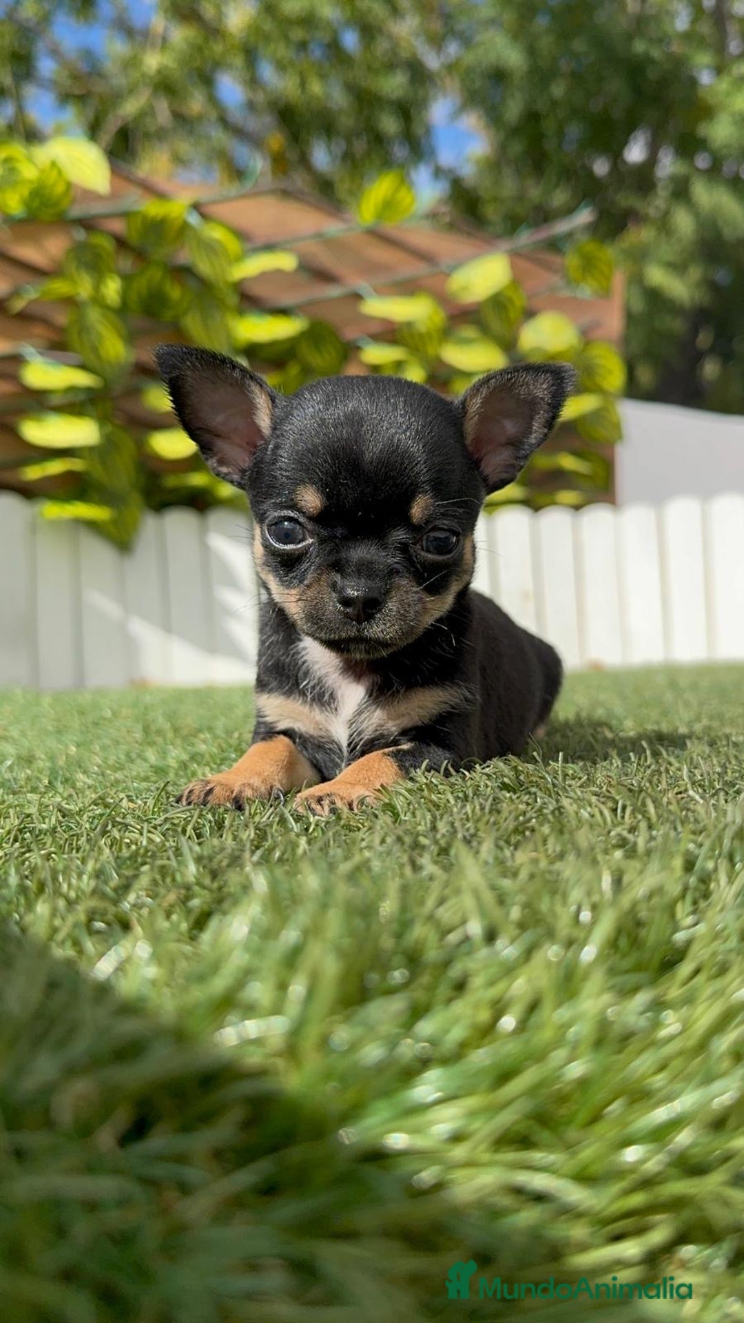 Chihuahua perros en venta: CHIHUAHUA MACHO - Imagen 9