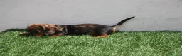 Teckel Miniatura perros en venta: Teckel Miniatura  - Anuncio 21