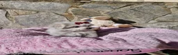 Bichón Maltés perros en venta: Bichón Maltés  - Anuncio 7