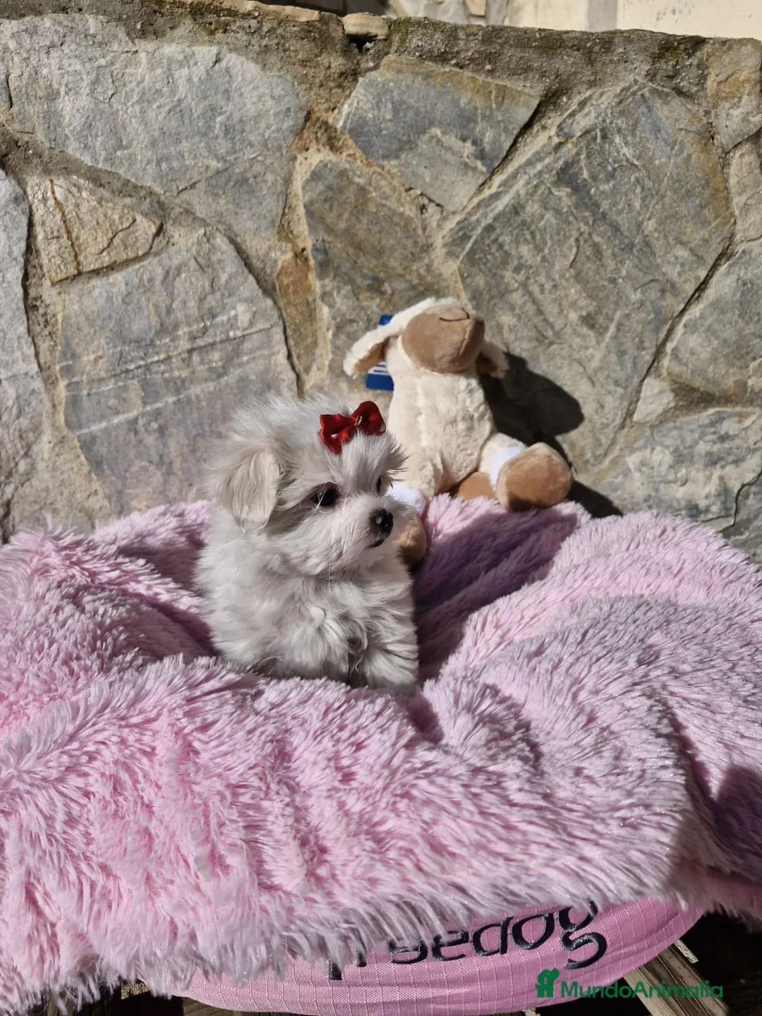 Bichón Maltés perros en venta: Bichón Maltés  - Anuncio 7