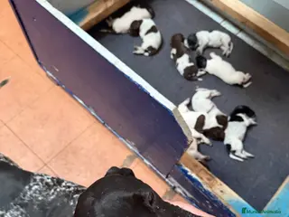 Braco Alemán de Pelo Corto perros Camada Braco Alemán - Anuncio 1