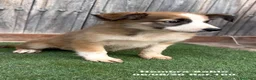 Border Collie perros en venta: Border Collie - Anuncio 24