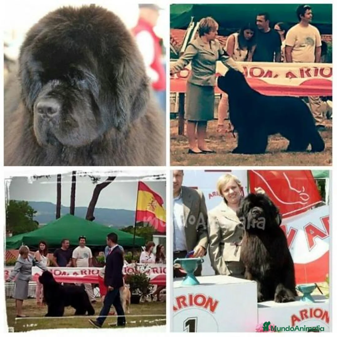 Imagen de galería {{count}}