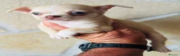 Chihuahua perros en venta: Chihuahua toy  - Anuncio 6